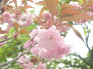 新桜並木裏の八重桜のアップ写真