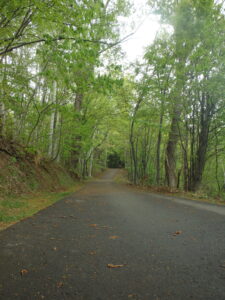 森の家に続く散策路
