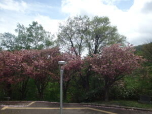 階段から見た八重桜