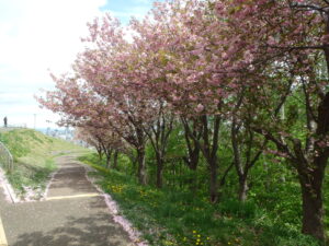 レストハウス横の八重桜の