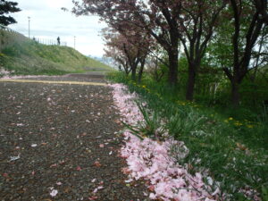 レストハウス横の八重桜の散策路に落ちた花びら