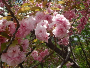 レストハウス横の八重桜の花