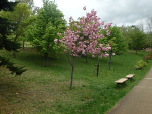 新桜並木裏の八重桜
