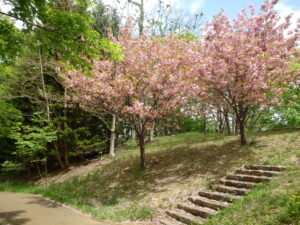 展望デッキ横の八重桜