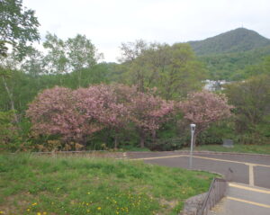 展望台階段からの八重桜