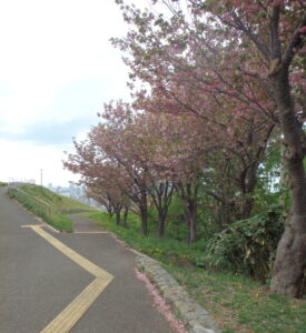 レストハウス横の八重桜の様子