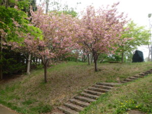 展望デッキ横の八重桜