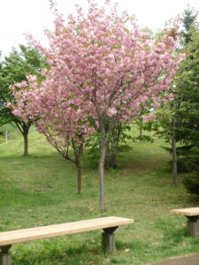 新桜並木道裏の八重桜