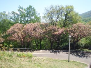 レストハウス横の八重桜を展望台階段から見た