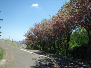 レストハウス横の八重桜の様子