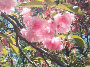 レストハウス横の八重桜の花