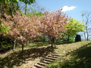 展望デッキ横の八重桜