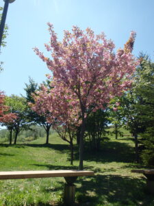 新桜並木裏の八重桜