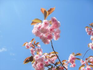 新桜並木裏の八重桜の花