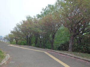 レストハウス横の八重桜