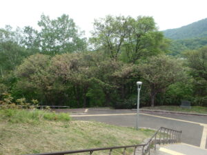 展望台階段から見た、レストハウス横の八重桜