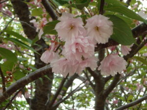 レストハウス横の八重桜の花