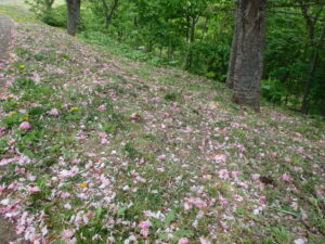 レストハウス横の八重桜の落ち花