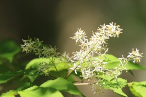 アオダモの花2022年5月21日