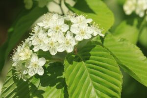 アズキナシの花2022年5月21日