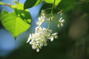 エゾノウワミズザクラの花2022年5月21日