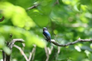 オオルリ雄2022年5月27日