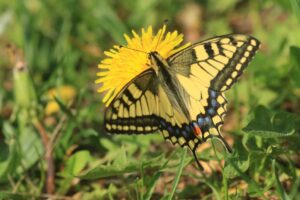 キアゲハ2022年5月27日