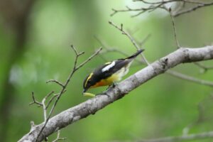 キビタキ雄2022年5月27日