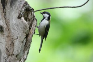 シジュウカラ2022年5月27日