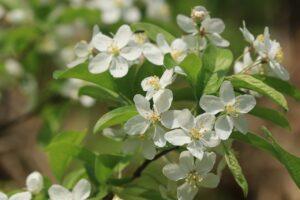 ズミの花2022年5月21日