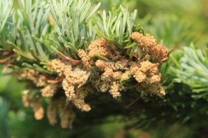 トドマツの花2022年５月２１日