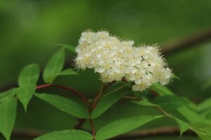 ナナカマドの花2022年5月21日