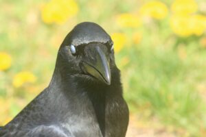 ハシブトガラス2022年5月27日