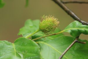 ブナの花2022年5月21日