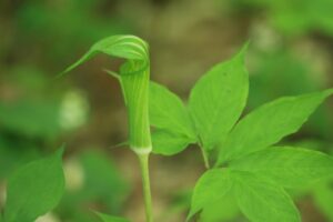 マムシグサの花2022年5月21日