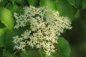 ミズキの花2022年5月21日