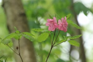 ムラサキヤシオの花2022年5月21日