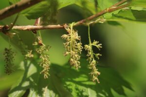 ヤマグワの花2022年5月21日