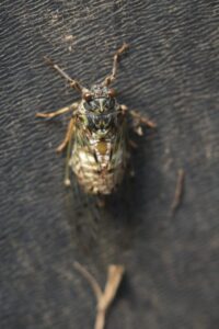 エゾハルゼミ2022年6月3日