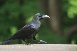 ハシブトガラス2022年6月3日