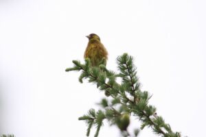 カワラヒワ雄2022年6月3日