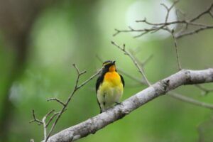 キビタキ雄20226月3にち