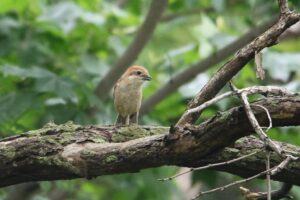モズ雌2022年6月3日
