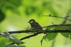 シジュウカラ2022年6月3日