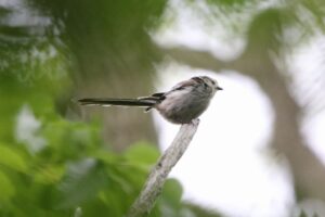 シマエナガ2022年6月3日
