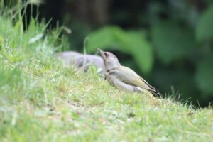 ヤマゲラ雌2022年6月3日