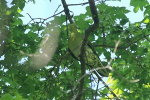 アオバト雌2022年6月10日