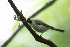 ハシブトガラ2022年6月10日