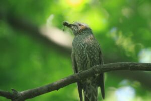 ヒヨドリ2022年6月10日