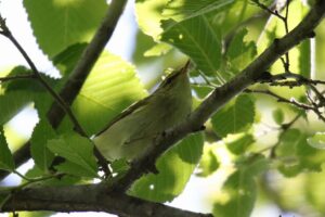 オオムシクイ2022年6月10日